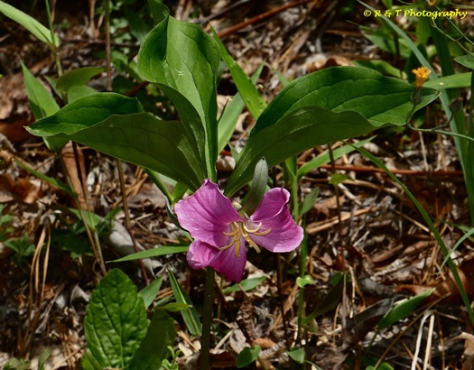 {Trillium catesbaei}